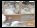 Palin's Turkey Slaughter (Alternate view)