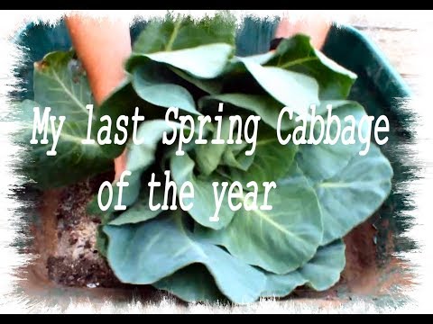video-linktoworks-HGV Grow Cabbage Harvest Spring Cabbage Start to Finish