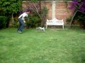 Australian cattle dog initiating the heeler instinct with me
