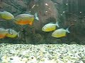 PIRANHA - Pygocentrus Piraya Shoal With Powerhead
