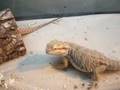 My-Bearded-Dragons-C