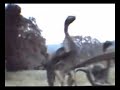 jurassic park screen test thingy jurassic park screen test thingy
