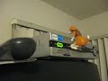 USB Dog Humping AT&T Cable Box