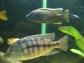 ciclideos/cichlids