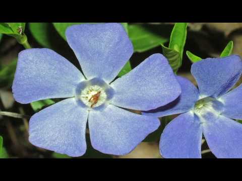 how to plant vinca