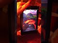 RT @BackflipStudios: Paper Toss. Loved by millions of people... and at least one adorable Sheltie puppy: http://t.co/v9tM0zH4 Can your pooch beat her score?