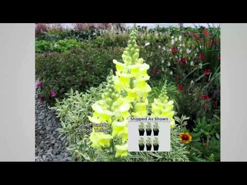 how to fertilize snapdragons