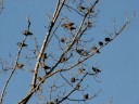 flock of starlings flock of starlings