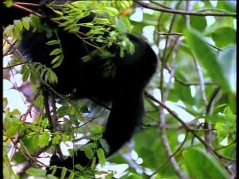 Mayan - Dawn of the Maya Documentary.