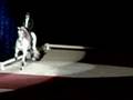 Lipizzaner Stallions Clip