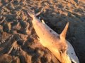 Click here to watch this video Dead shark on the on the Gulf of Mexico beach, thanks BP