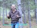Rimboschimento in Sila