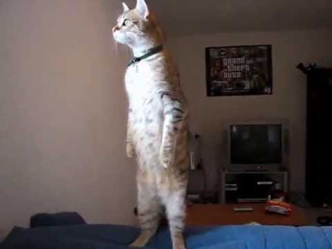 Standing Cat