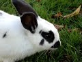 Bunnies at the University of Victoria Bunnies at the University of Victoria
