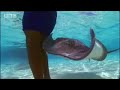 BBC: Wild Caribbean - Underwater World - Stingrays