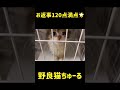 120点満点の返事が可愛い  #shorts 【スコティッシュフォールド】