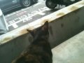 A vocal tortie-shell community cat in Tampines St 45