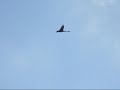 In Flight