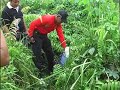 12 Kg Daun Ganja Tak Bertuan Diamankan Brimobda Riau