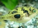 Cute animals