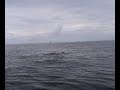The hungry sea lion stole the fish!!!