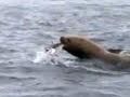 The-hungry-sea-lion-