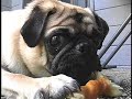 What Max the Pug does all day!
