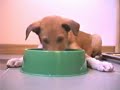 Jokke eating