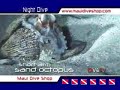 MAUI MOLOKINI CRATER NIGHT DIVE MAUI MOLOKINI CRATER NIGHT DIVE