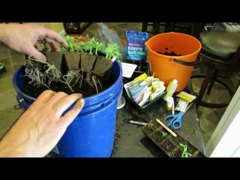 how to transplant snow peas