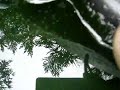 koi eggs