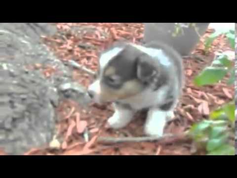 AKC Gins Tri colored Boy