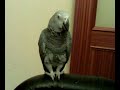 Impresionante,  Lorito Hablador