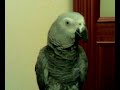 Impresionante,  Lorito Hablador
