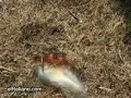 condon + agua = fogata