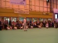 Parson Russell Terrier Crufts 2010 - Yearling Dog part 2
