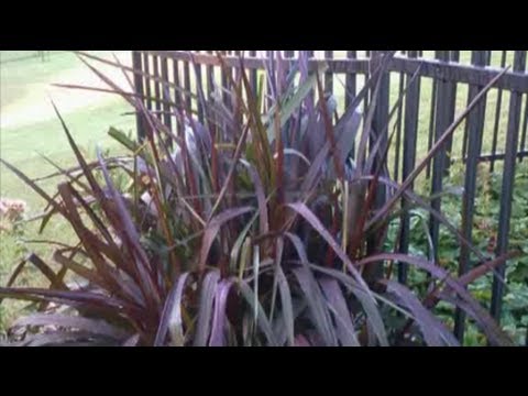 how to split and replant a pampas grass