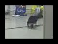 ever seen a CAT chase its tail???