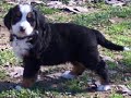 Bernese Mania