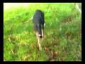 videos de Aries i owce