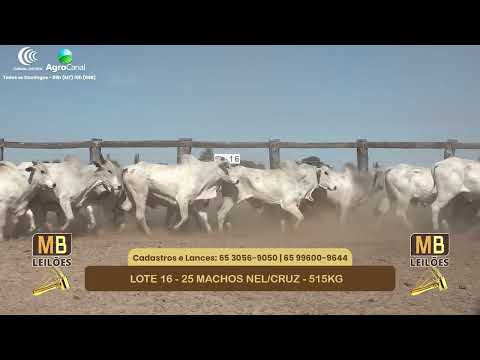 554� LEIL�O VIRTUAL MB LEIL�ES