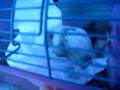 videos de My Crazy Hamsters fighting over tussie paper :+3