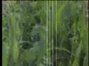 promo vj cutz to show the skills of the blauton livevisuals show !!!