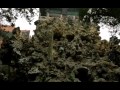 Les jardins impériaux, Pékin