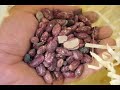 ECOALDEA EL BATEY LLEGADA DE LAS TILAPIAS