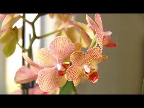 how to transplant ice cube orchids