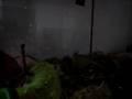 videos de Gerbille