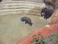 Tamani at Lowry Park Zoo