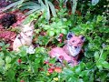 Three Foxes At Southwick