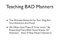 Free Pug Training Videos - How to Train Your Pug in 15 Minutes or Less